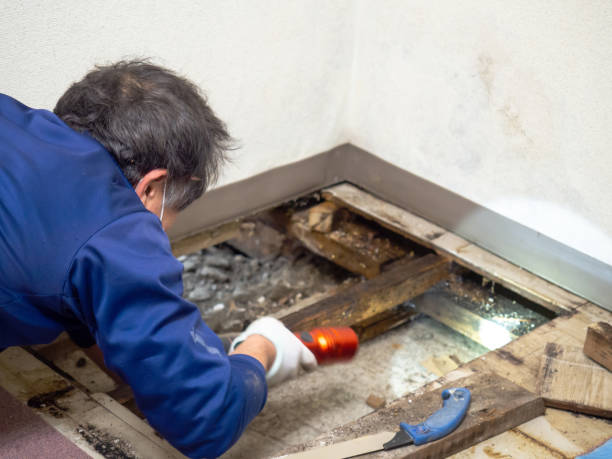Reliable Meadows Place, TX Mold Remediation Solutions
