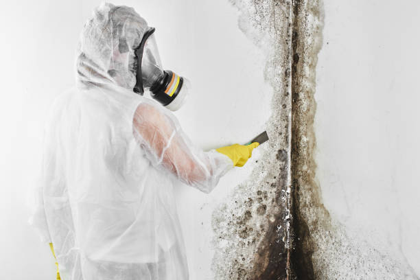 Best White Mold Remediation in Meadows Place, TX