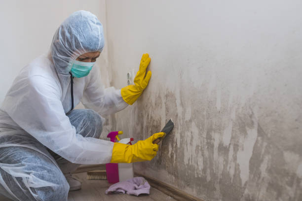 Best Preventive Mold Services in Meadows Place, TX