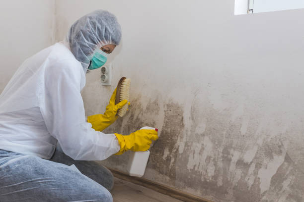 Best Post-Flood Mold Remediation in Meadows Place, TX