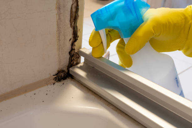 Best Post-Remediation Services in Meadows Place, TX