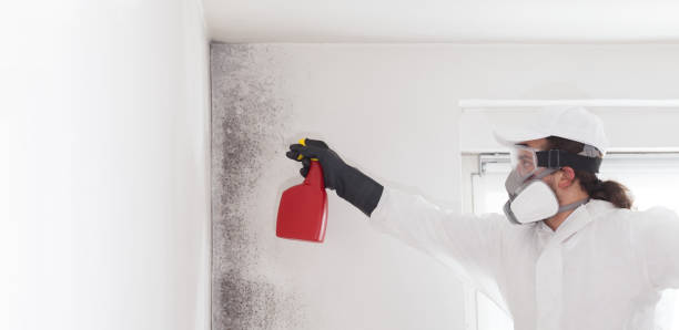 Best Crawl Space Mold Remediation in Meadows Place, TX