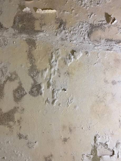 Best Emergency Mold Remediation in Meadows Place, TX