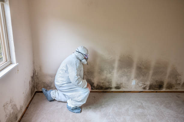 Best Kitchen Mold Remediation in Meadows Place, TX