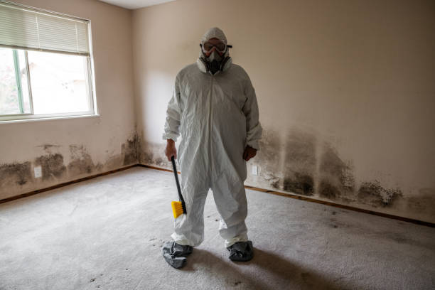 Best Black Mold Remediation in Meadows Place, TX