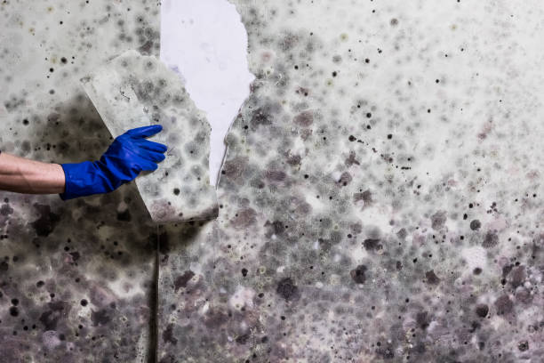 Best Insurance-Related Mold Remediation in Meadows Place, TX