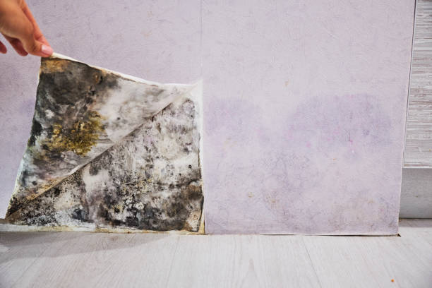Best Kitchen Mold Remediation in Meadows Place, TX